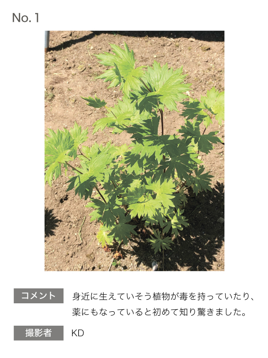 青森大学 薬学部 薬用フォトコンテスト 青森大学