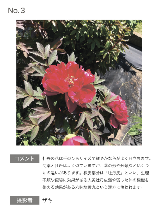 青森大学 薬学部 薬用フォトコンテスト 青森大学