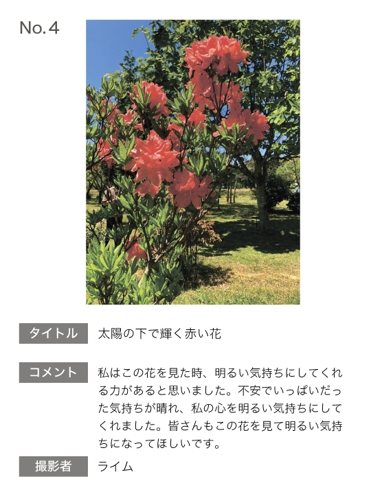 青森大学 薬学部 薬用フォトコンテスト 青森大学